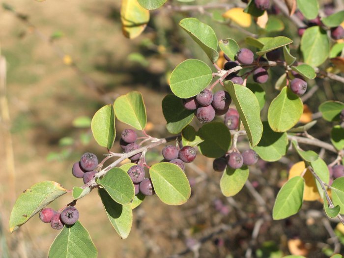 Cotoneaster granatensis